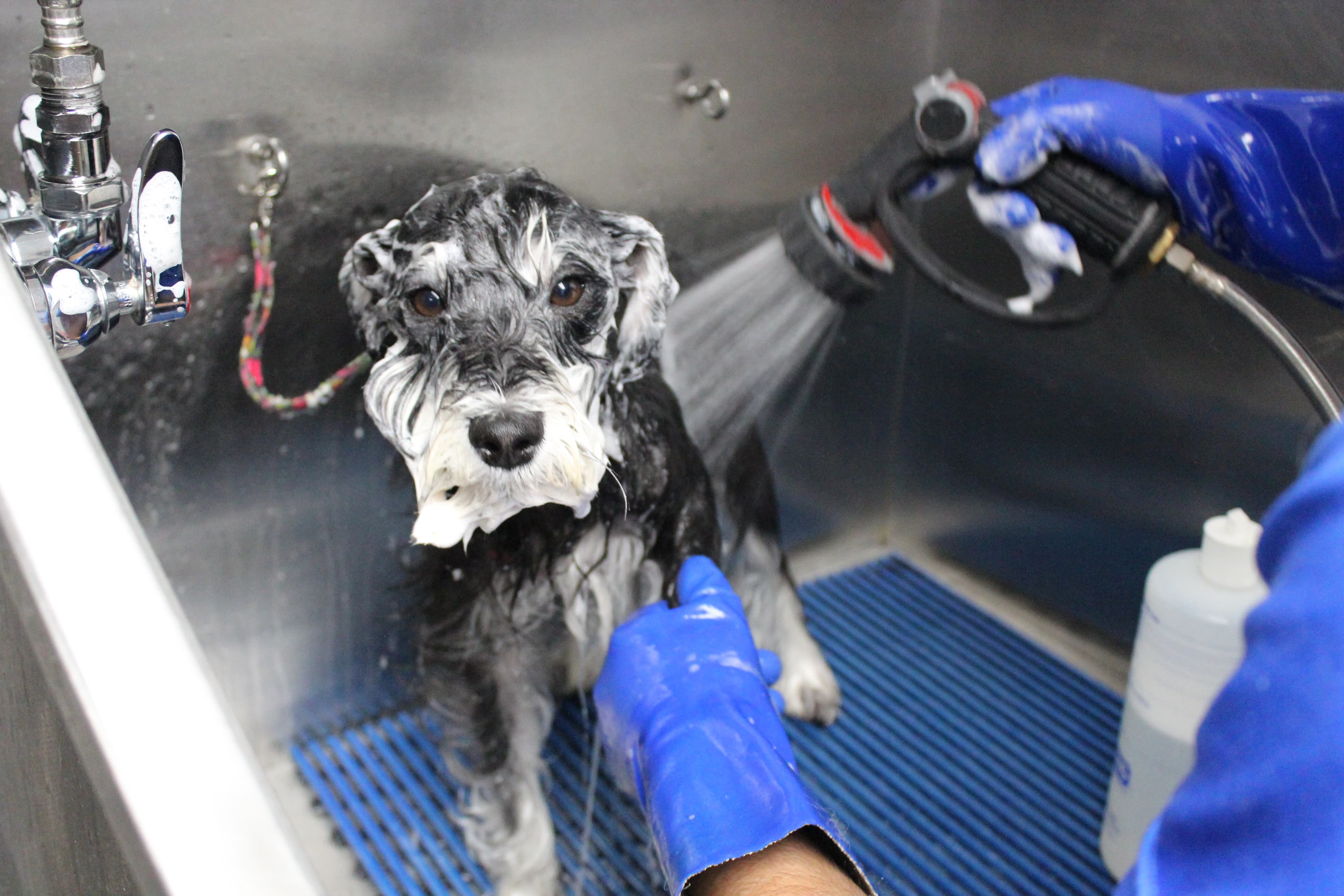 Pet Spa Bath Basics