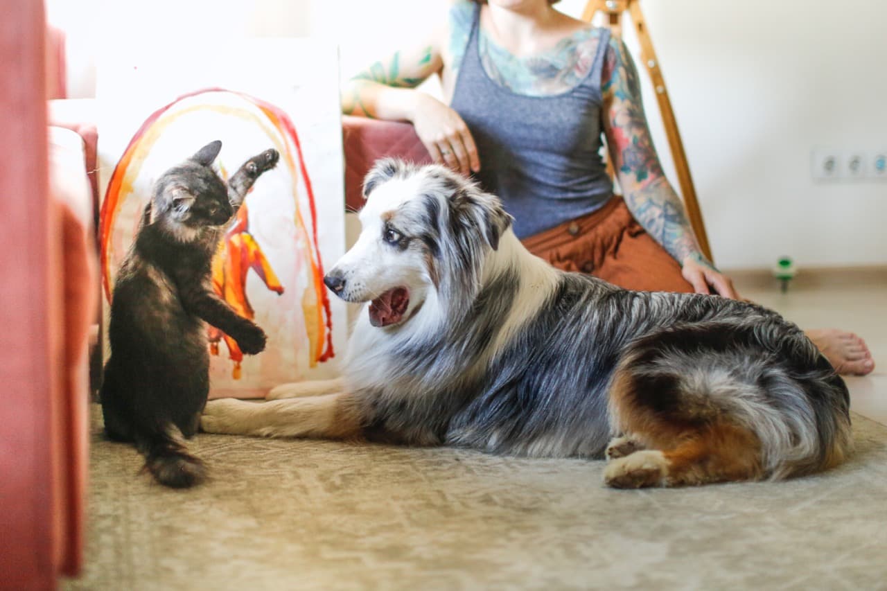 Pet Boarding