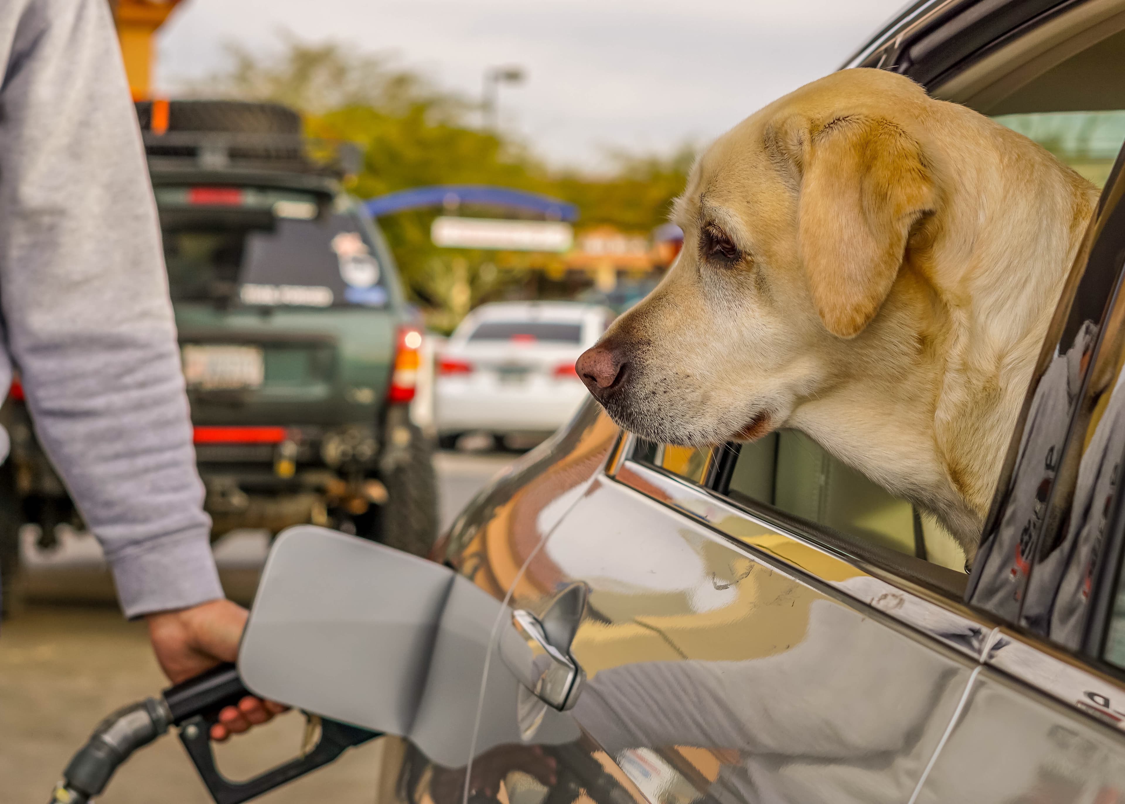 Pet Pickup & Drop Off