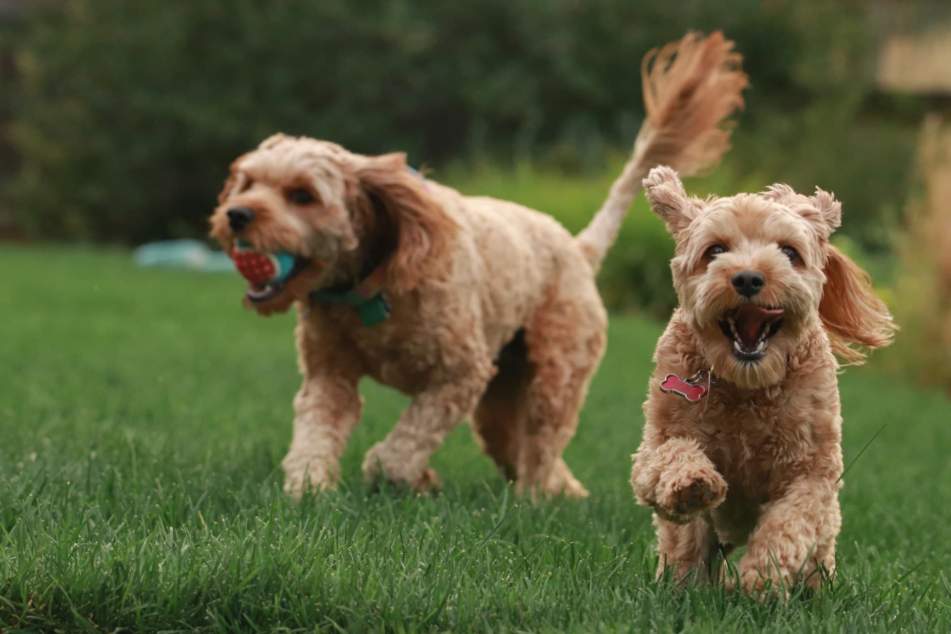 Pet Daycare